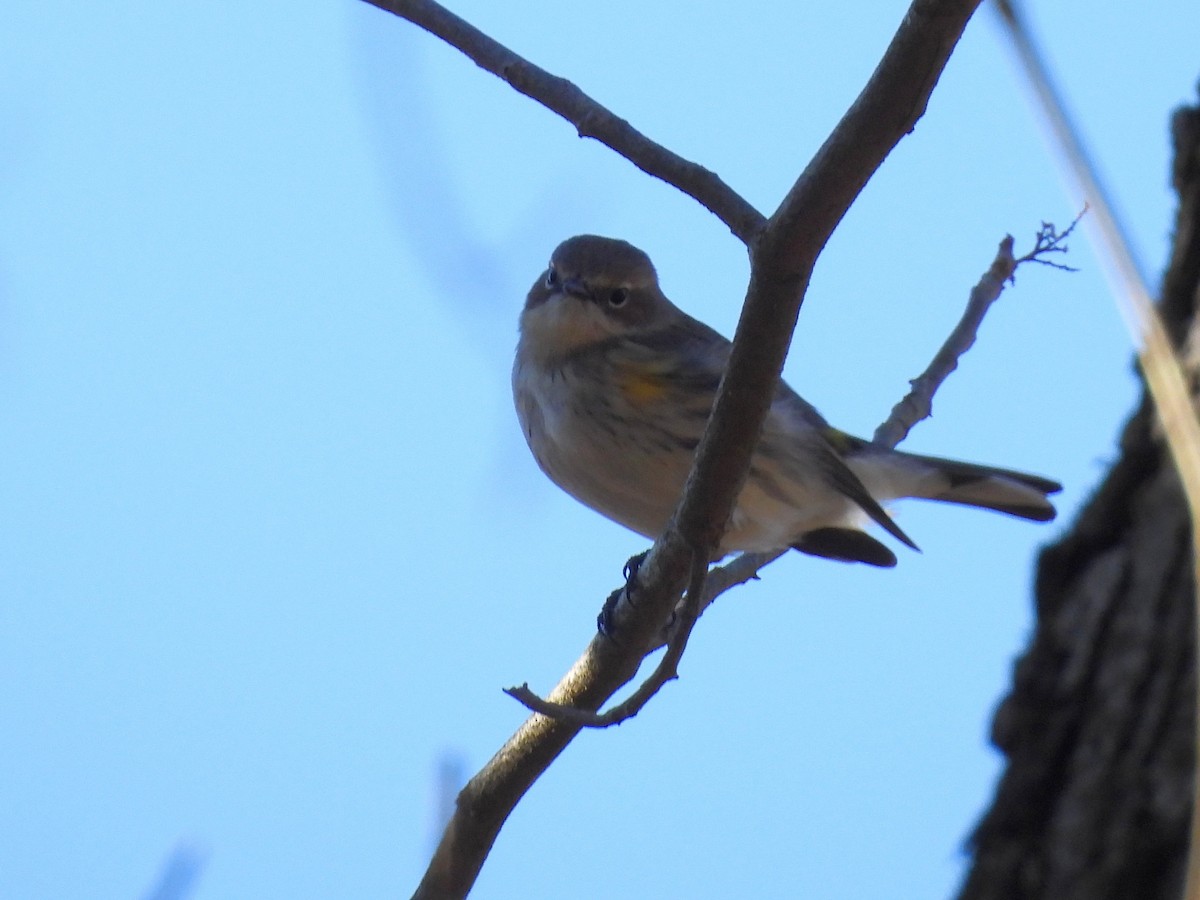 Yellow-rumped Warbler - ML612764690