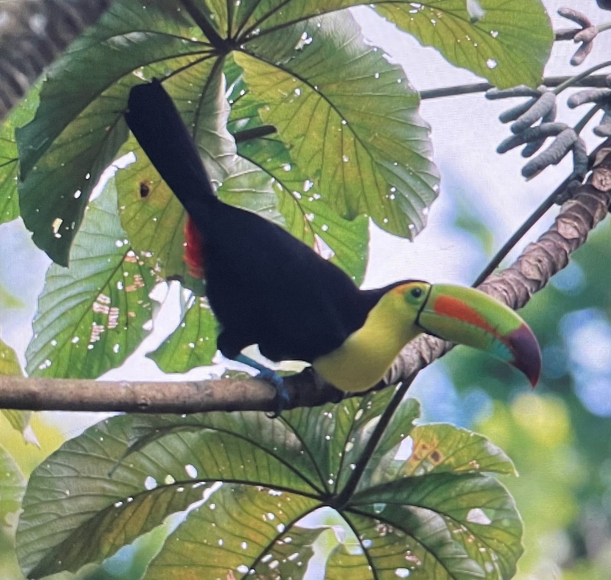 Keel-billed Toucan - ML612764716