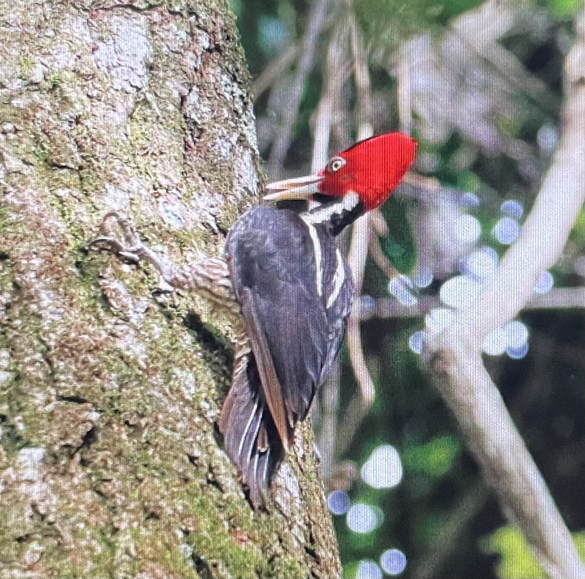 Pale-billed Woodpecker - ML612764723