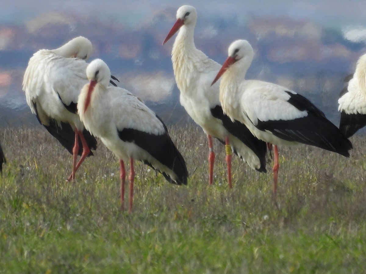 White Stork - ML612764737