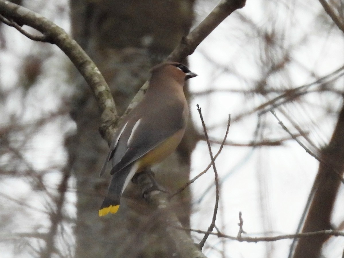 Cedar Waxwing - ML612764745