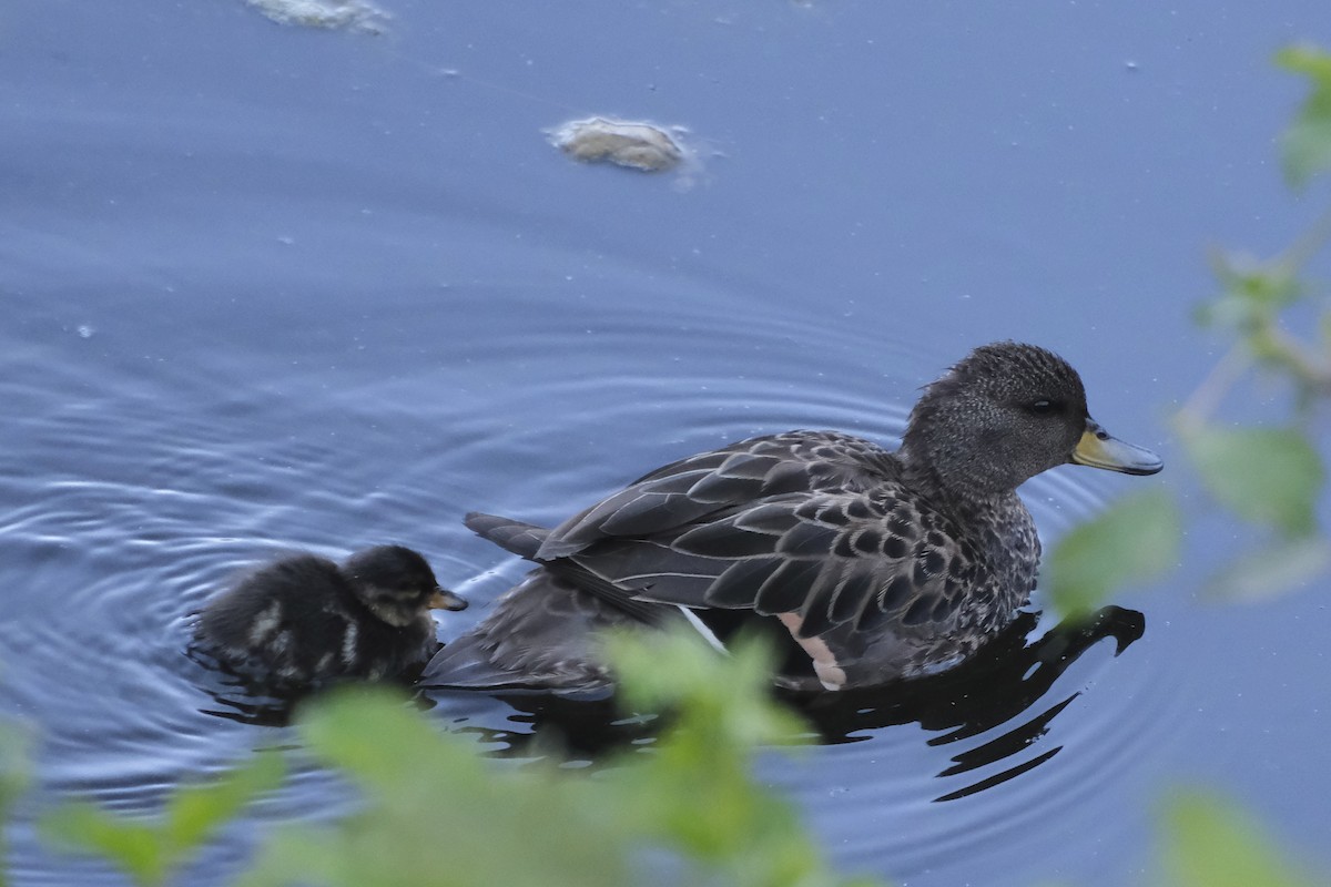 Yellow-billed Teal - ML612764752