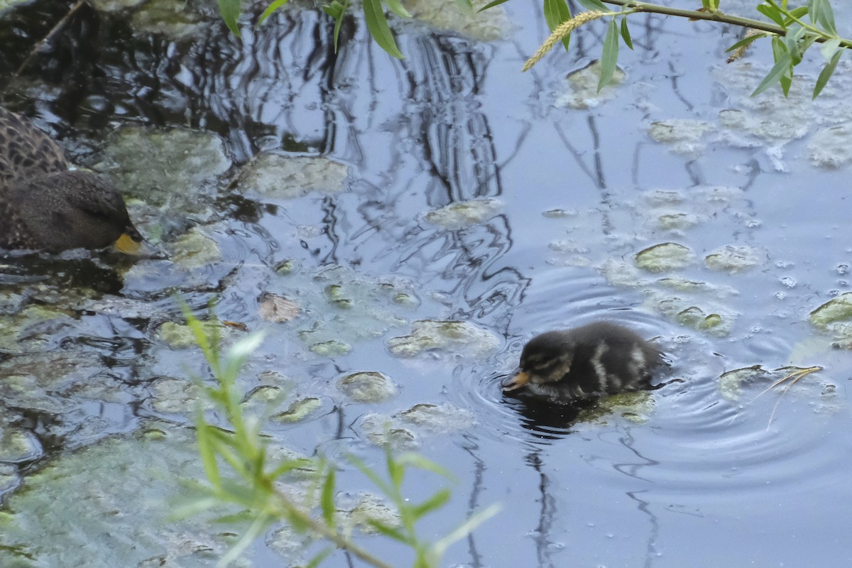 Yellow-billed Teal - ML612764754