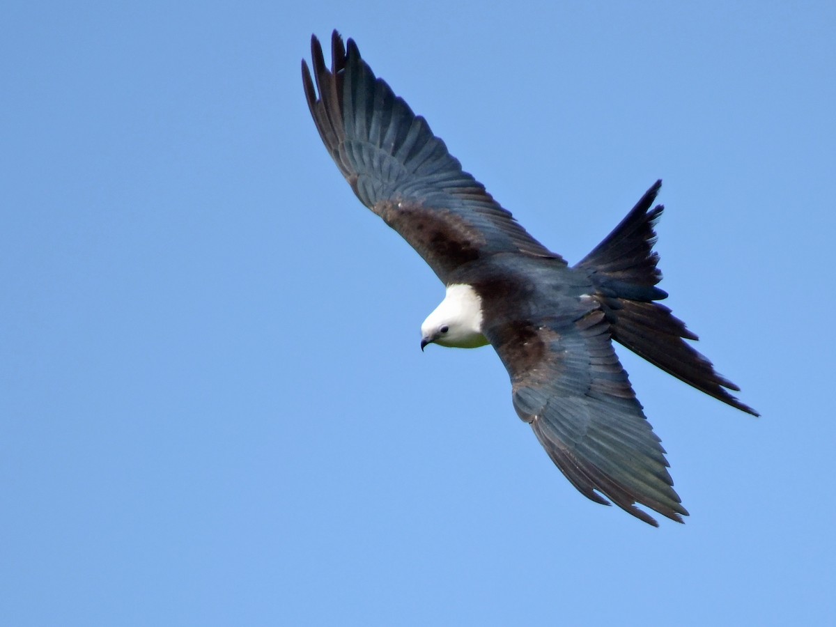 Swallow-tailed Kite - ML612764771