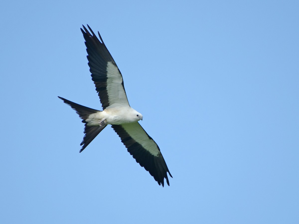Swallow-tailed Kite - ML612764773