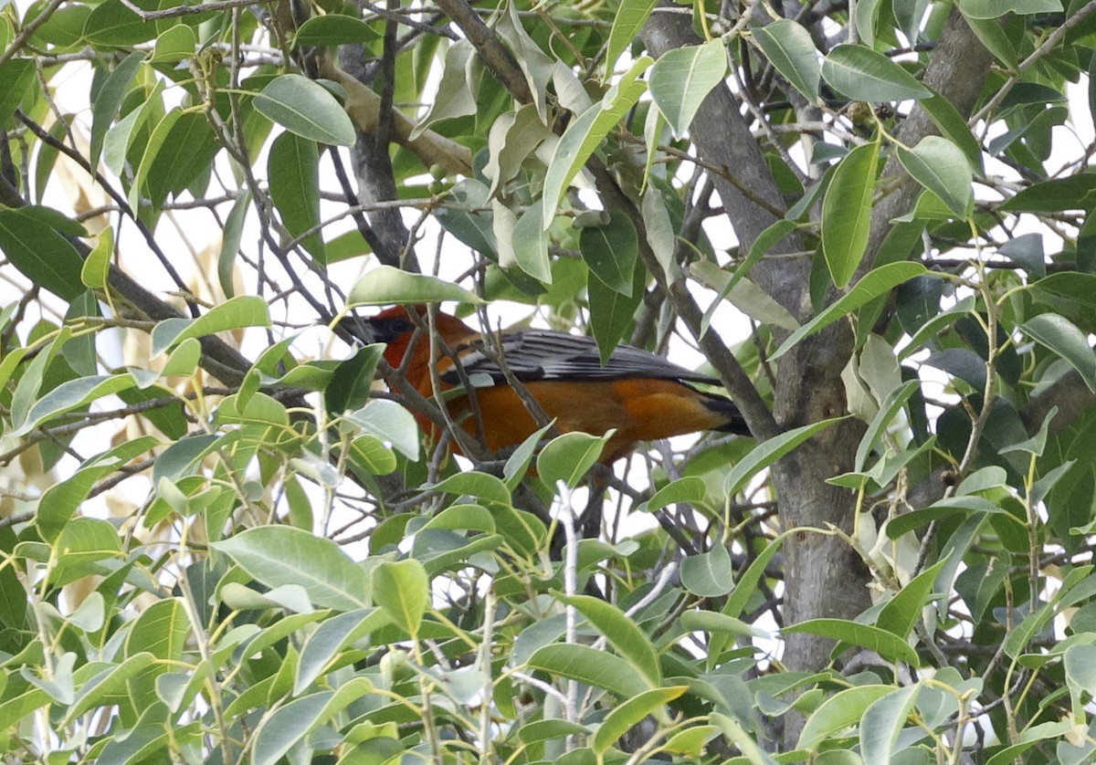 Streak-backed Oriole - Adam Dudley