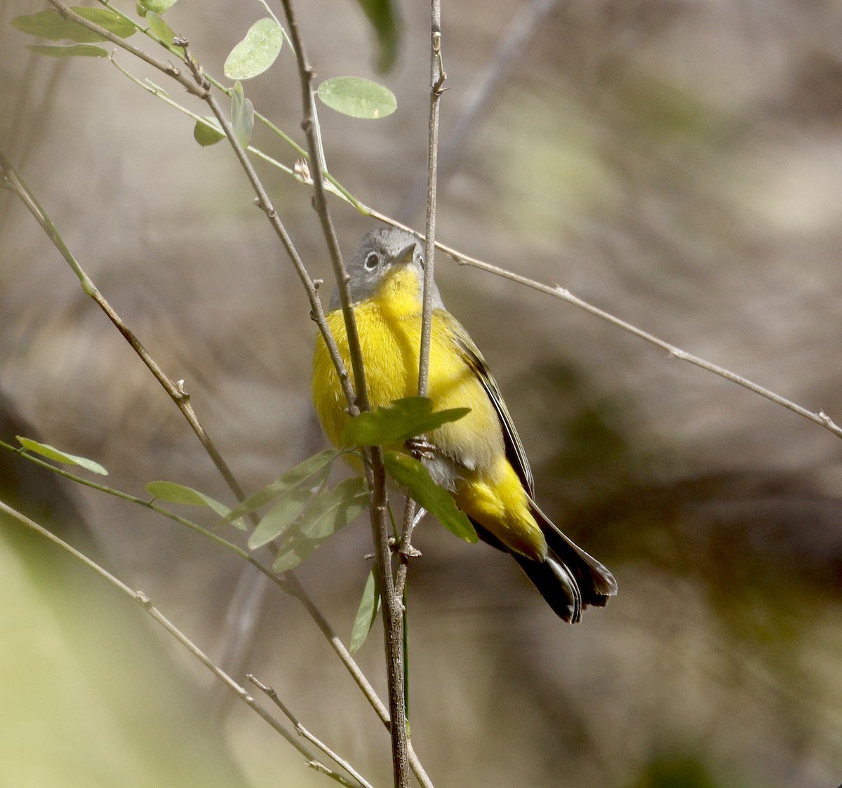 Nashville Warbler - Adam Dudley