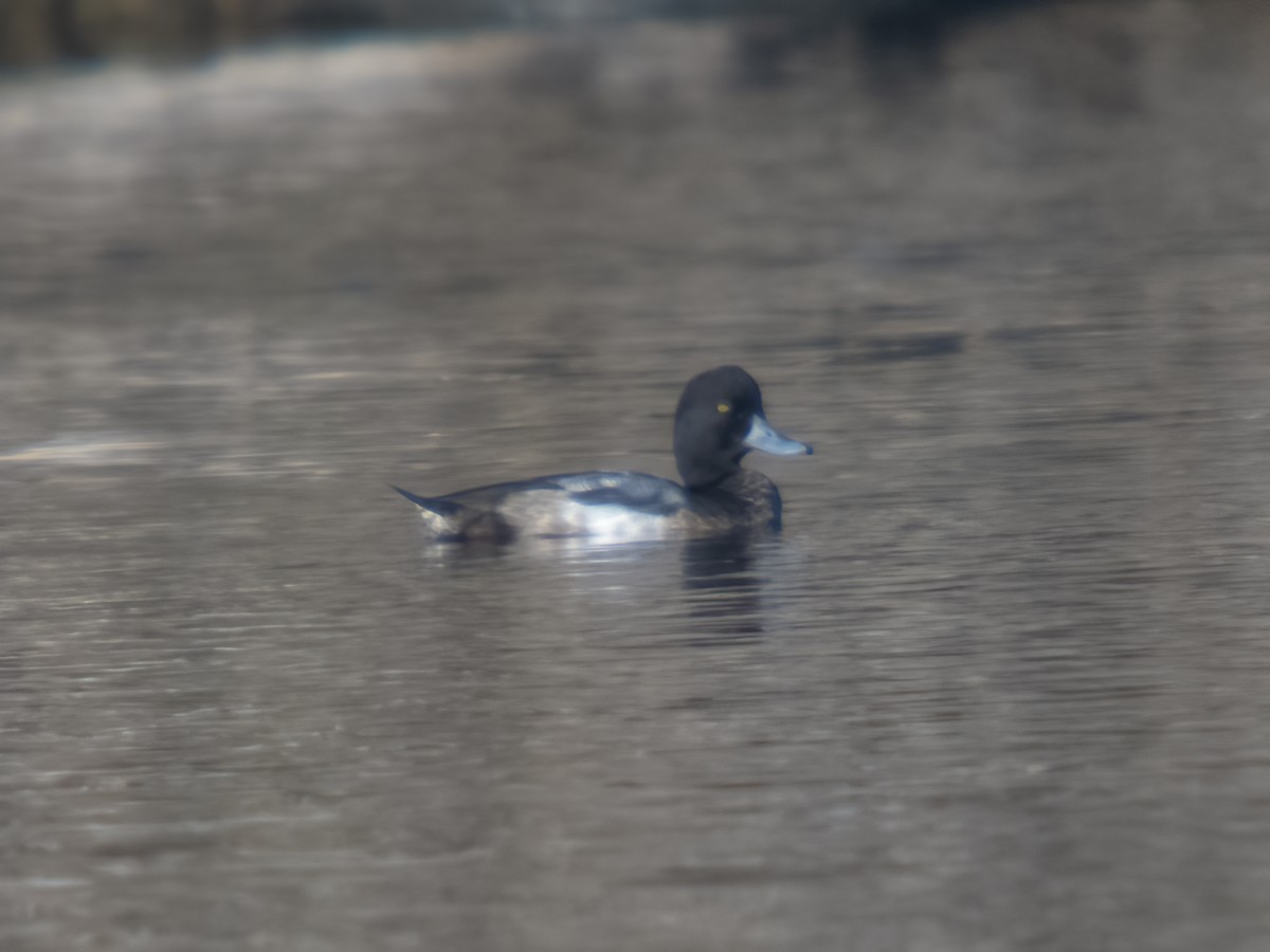 Greater Scaup - ML612764840