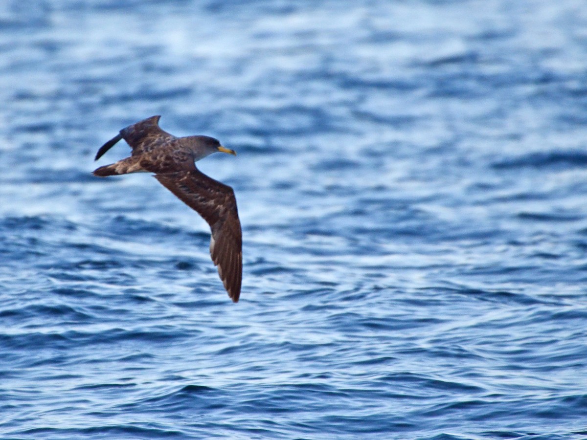 Cory's/Scopoli's Shearwater - ML612764847