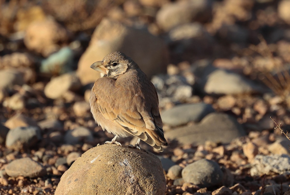 Thick-billed Lark - ML612764871