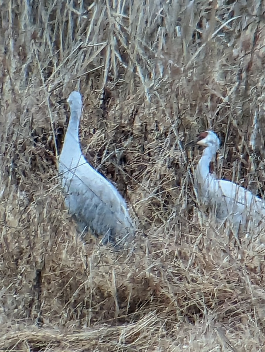 Grulla Canadiense - ML612764884