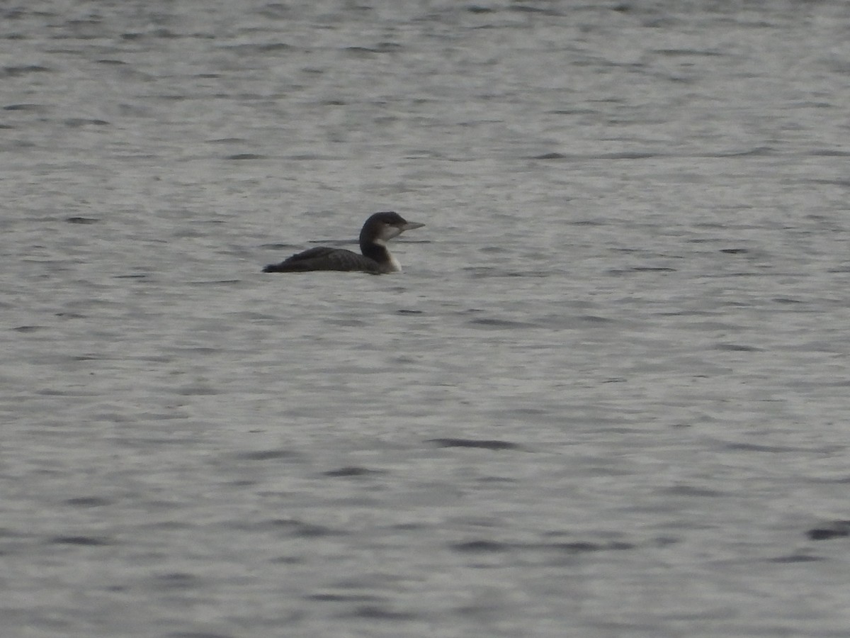 Common Loon - ML612764888