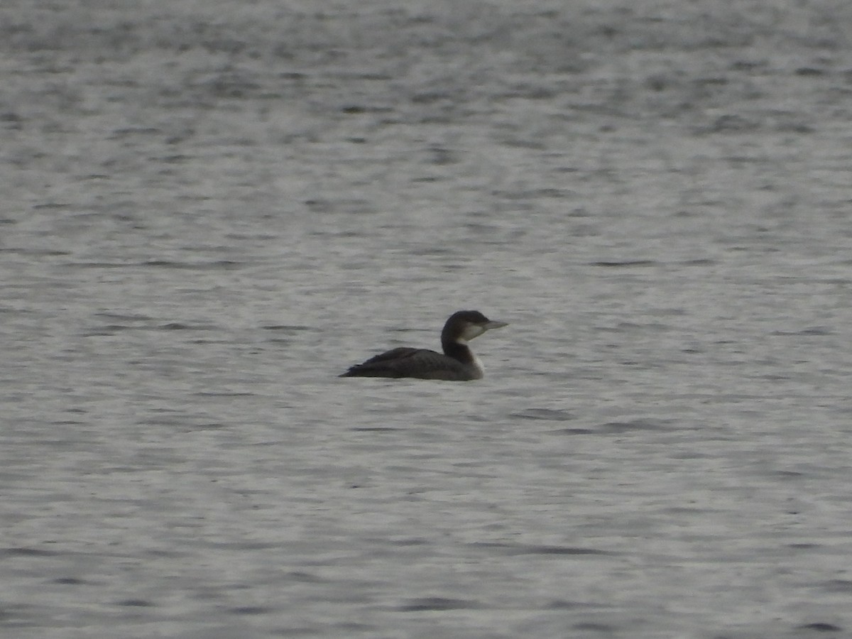 Common Loon - Jeff Fengler