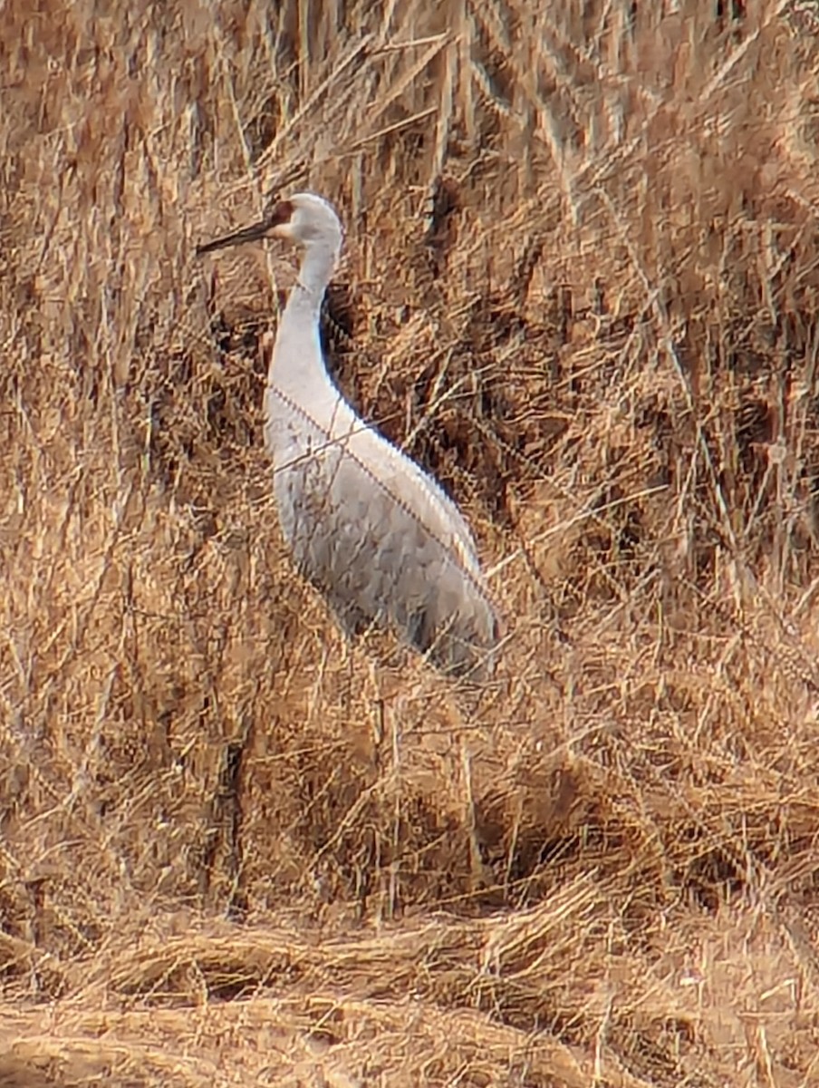 Sandhill Crane - ML612764956