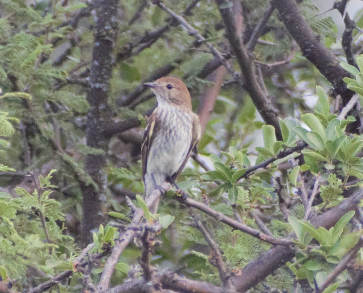 Bran-colored Flycatcher - ML612764960