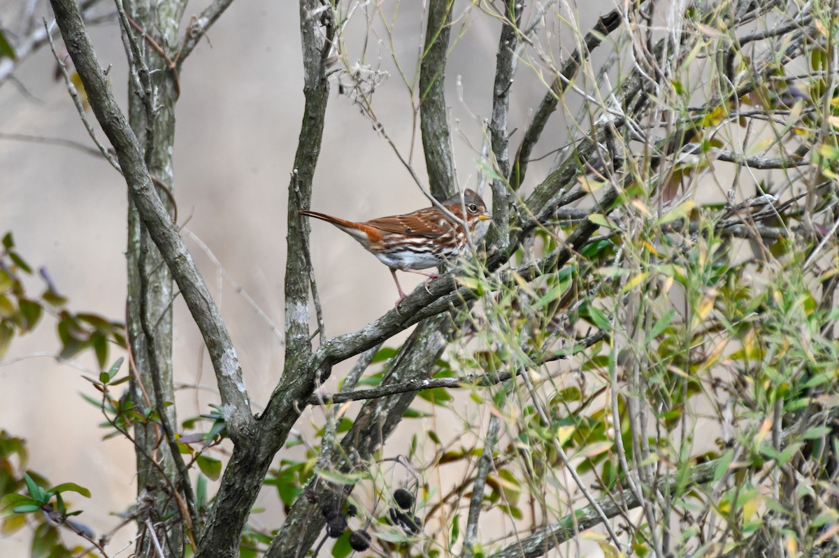 Fox Sparrow - ML612764981