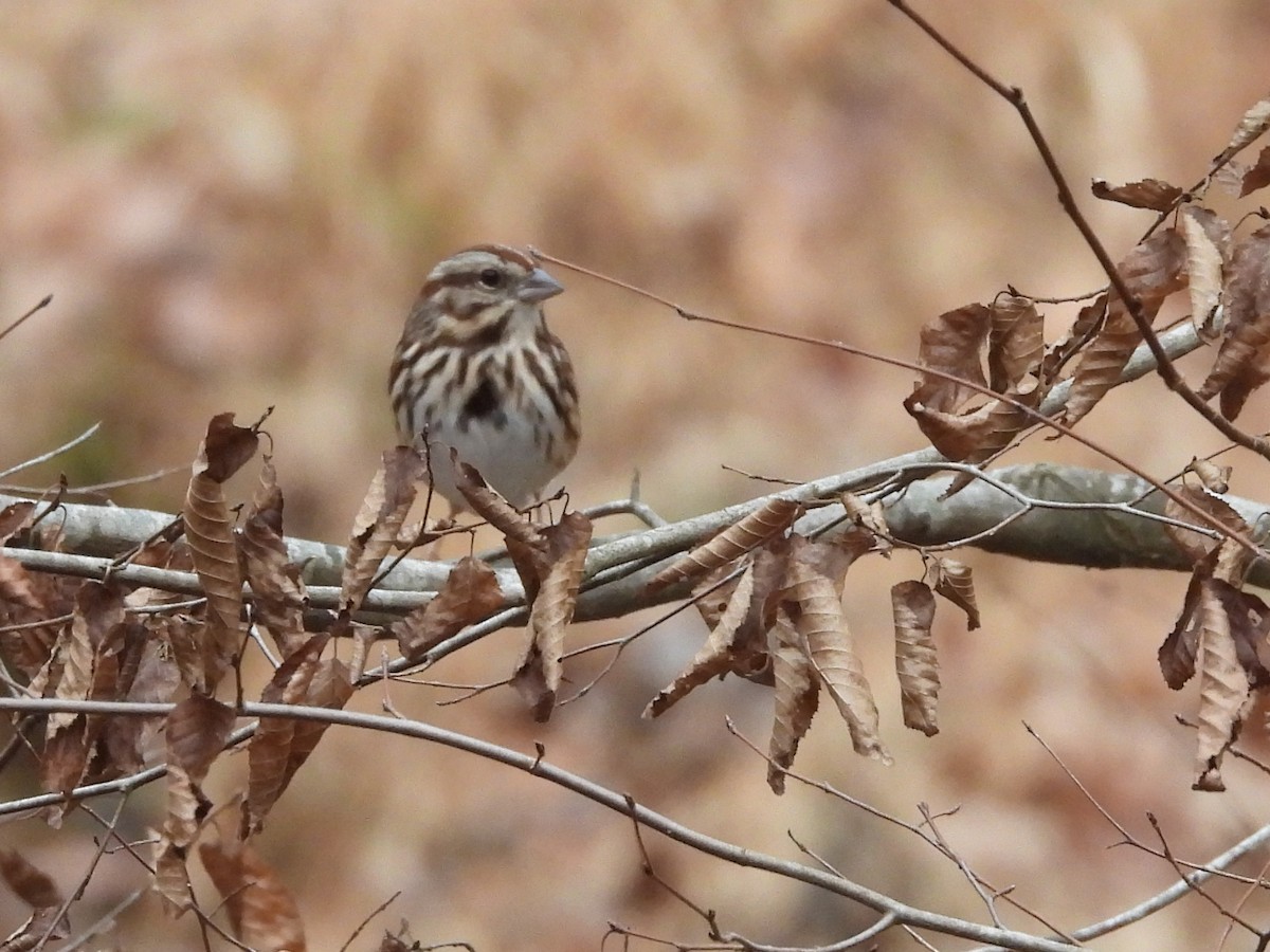 Song Sparrow - ML612764983