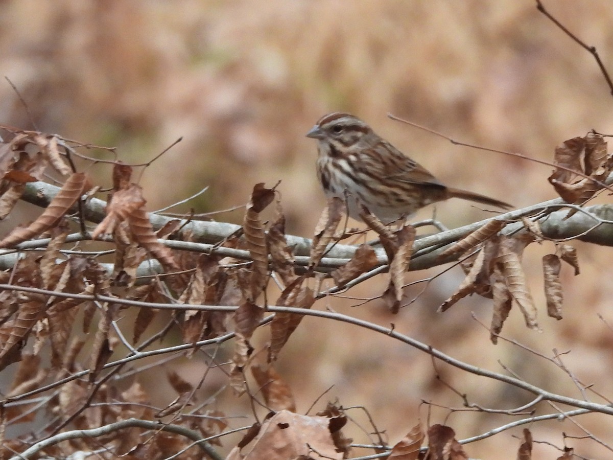 Song Sparrow - ML612764984