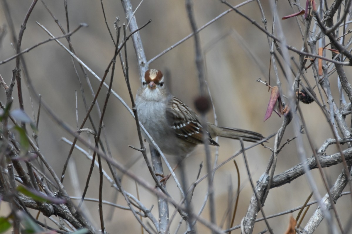 White-crowned Sparrow - ML612764986