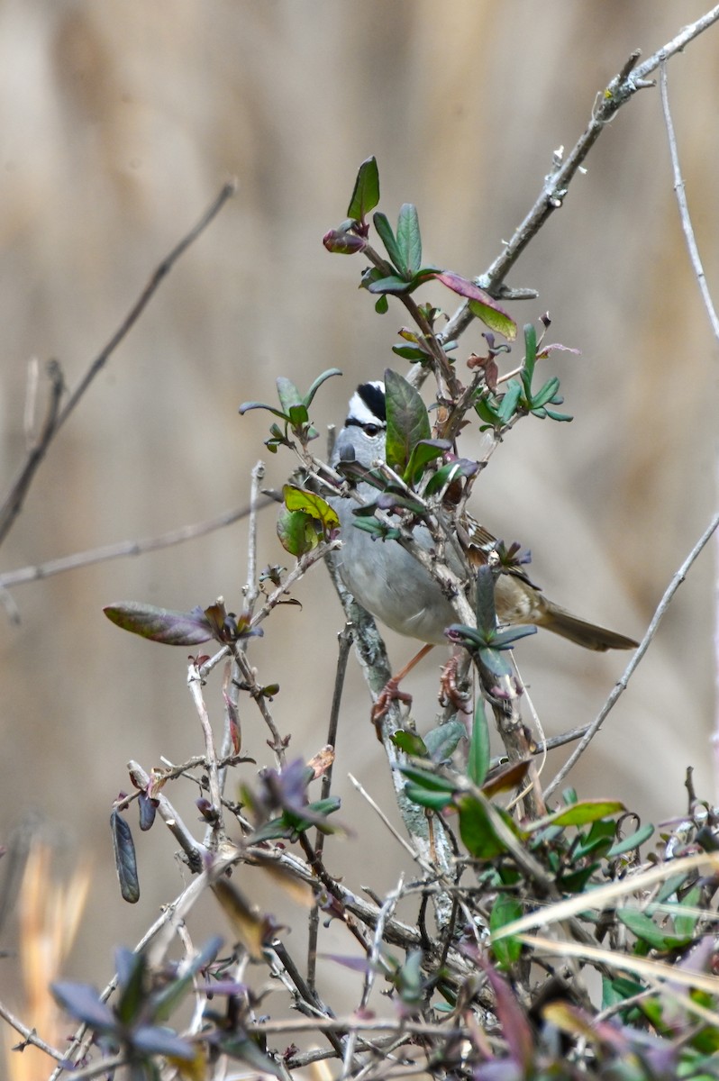 White-crowned Sparrow - ML612764987