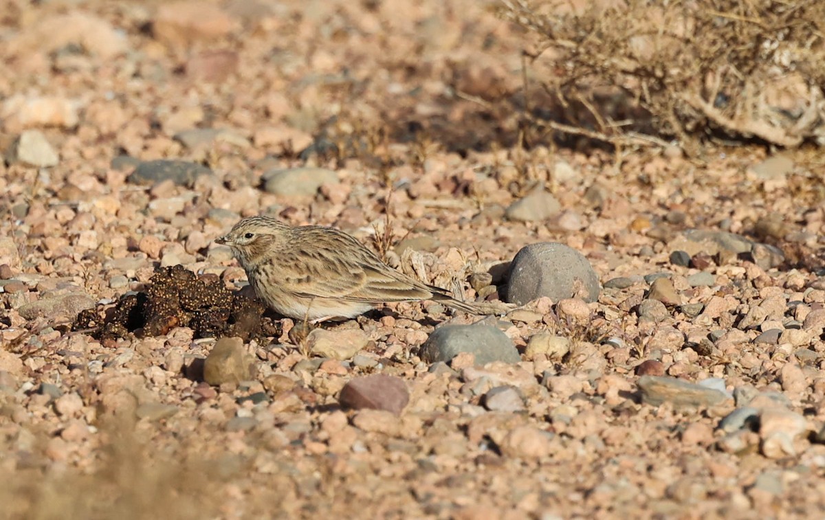 Mediterranean Short-toed Lark - ML612765000