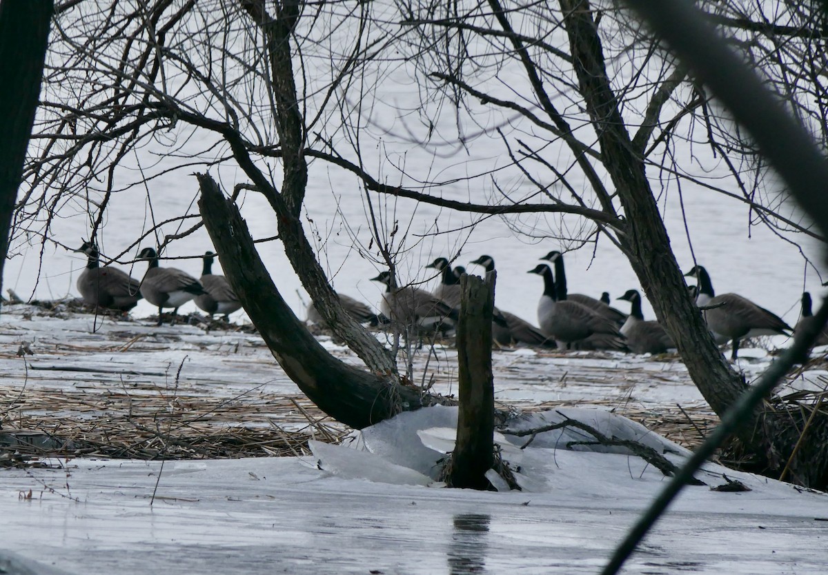 Canada Goose - ML612765047