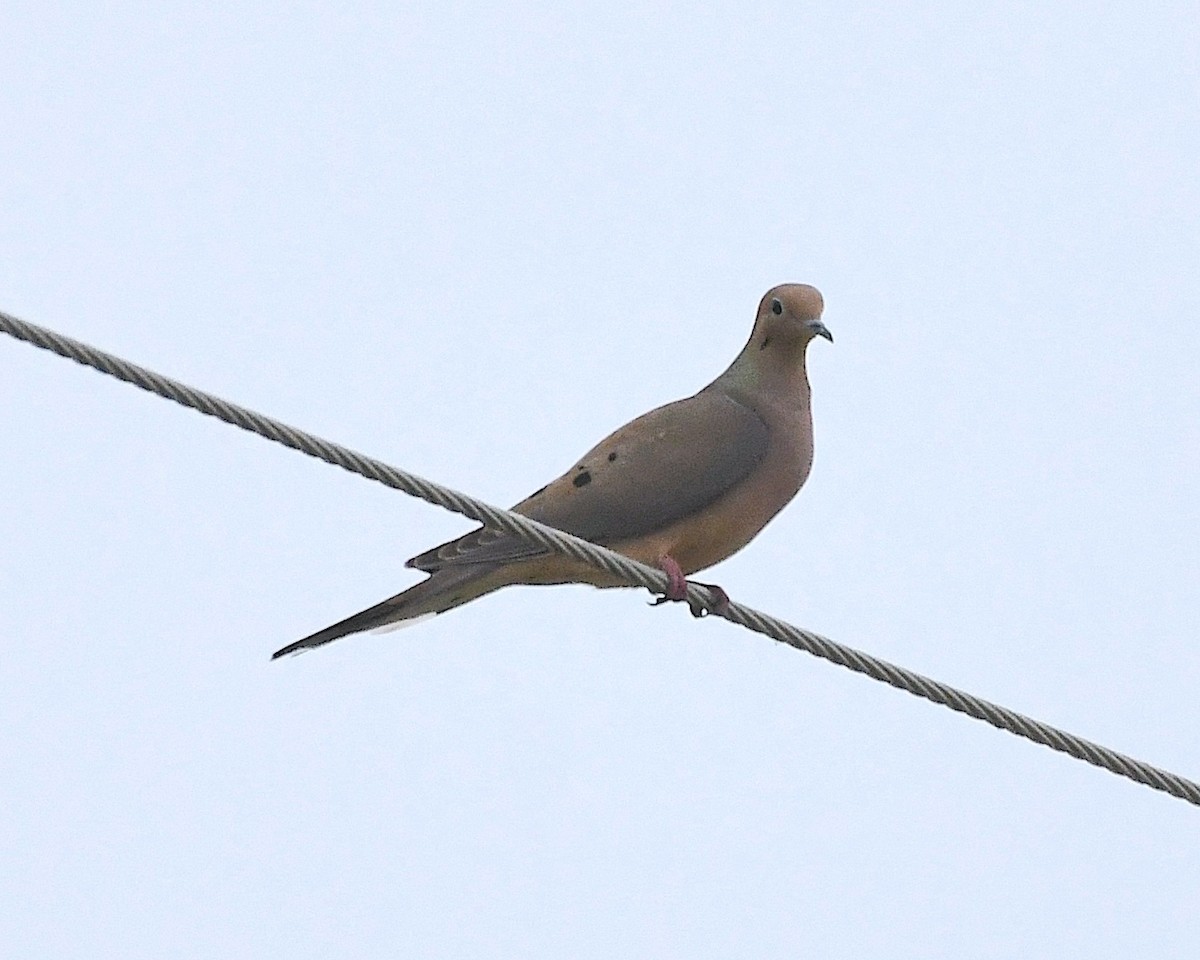 Mourning Dove - ML612765067