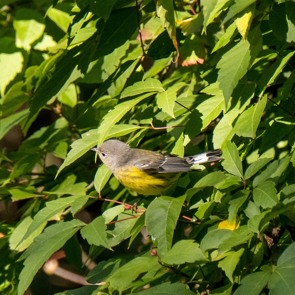 Magnolia Warbler - ML612765148