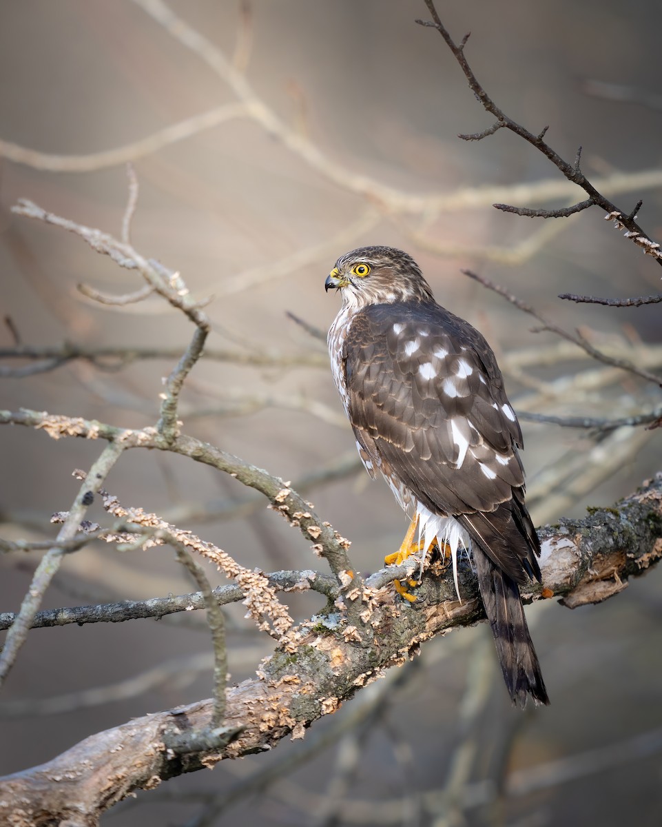 Sharp-shinned Hawk - Erica Heusser