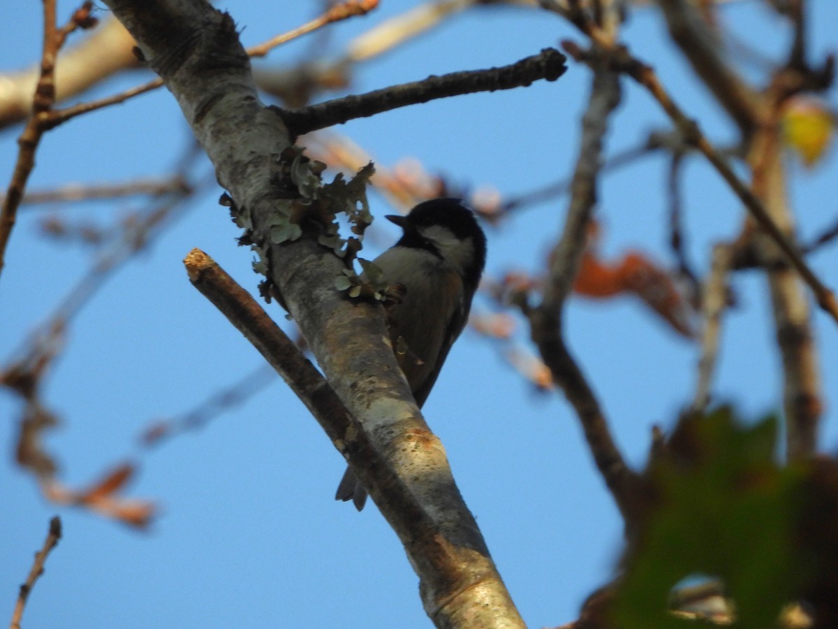 Carbonero Garrapinos - ML612765195