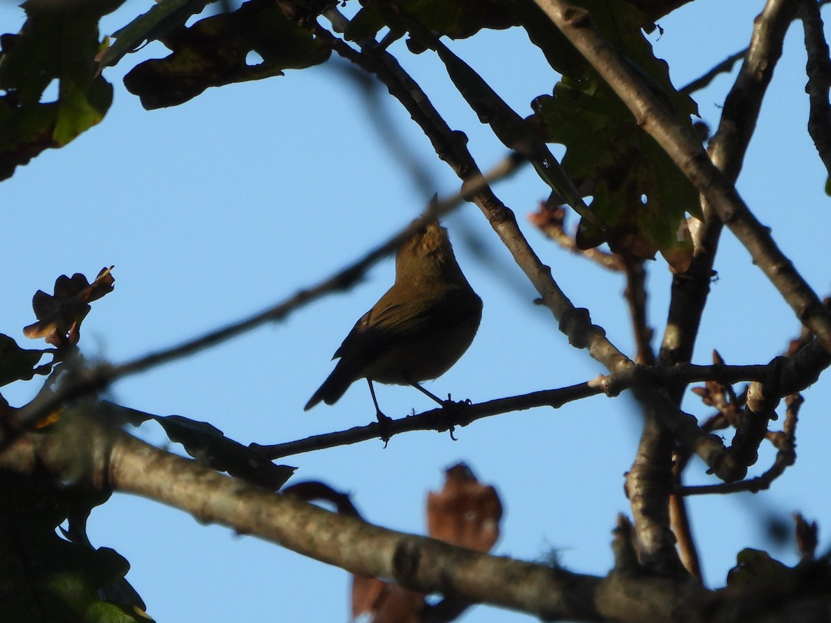 Mosquitero Común - ML612765205