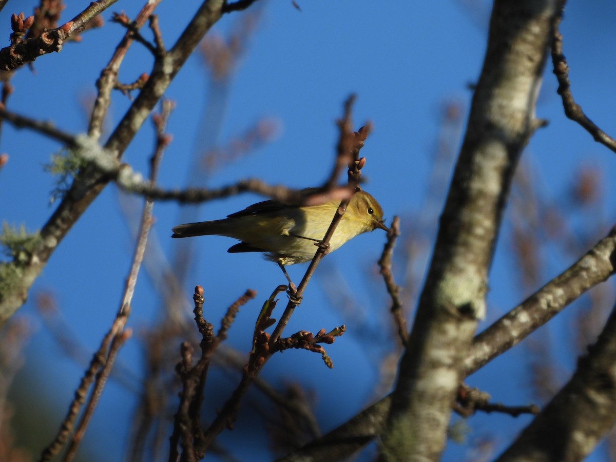 Mosquitero Común - ML612765206