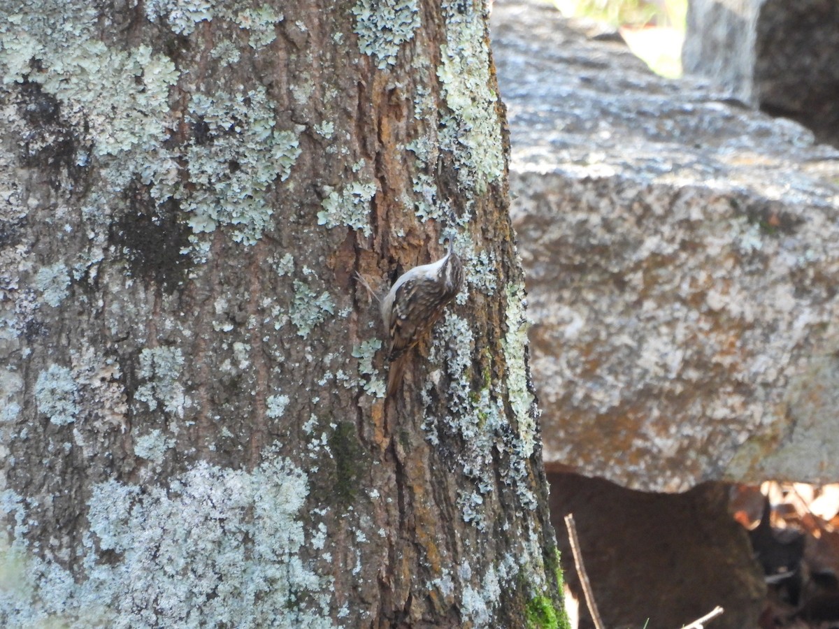 Agateador Europeo - ML612765210