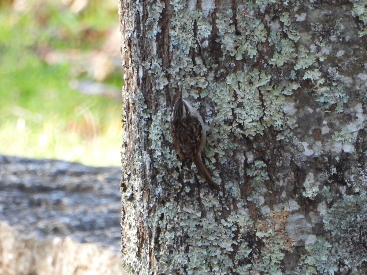 Agateador Europeo - ML612765227