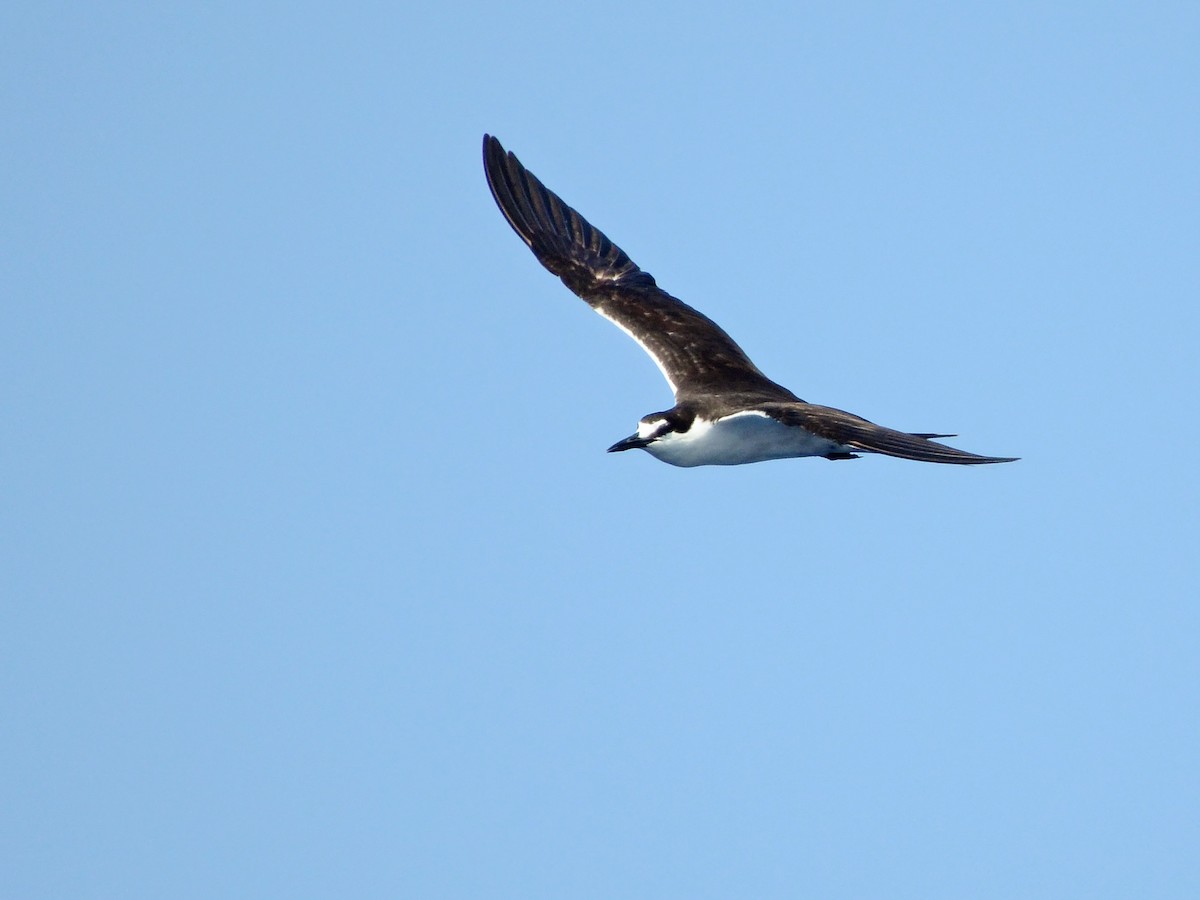 Sooty Tern - ML612765232