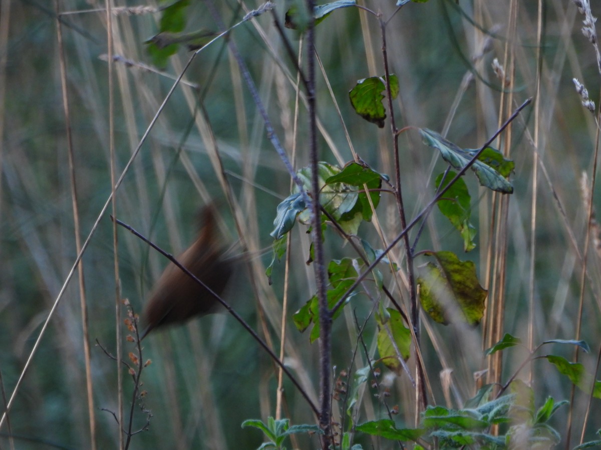 Chochín Paleártico - ML612765241