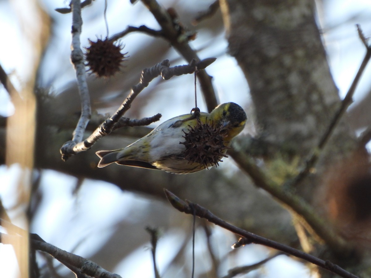 Jilguero Lúgano - ML612765243