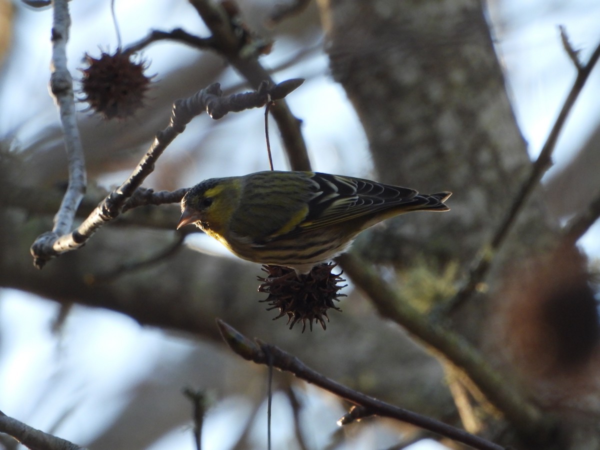 Jilguero Lúgano - ML612765244