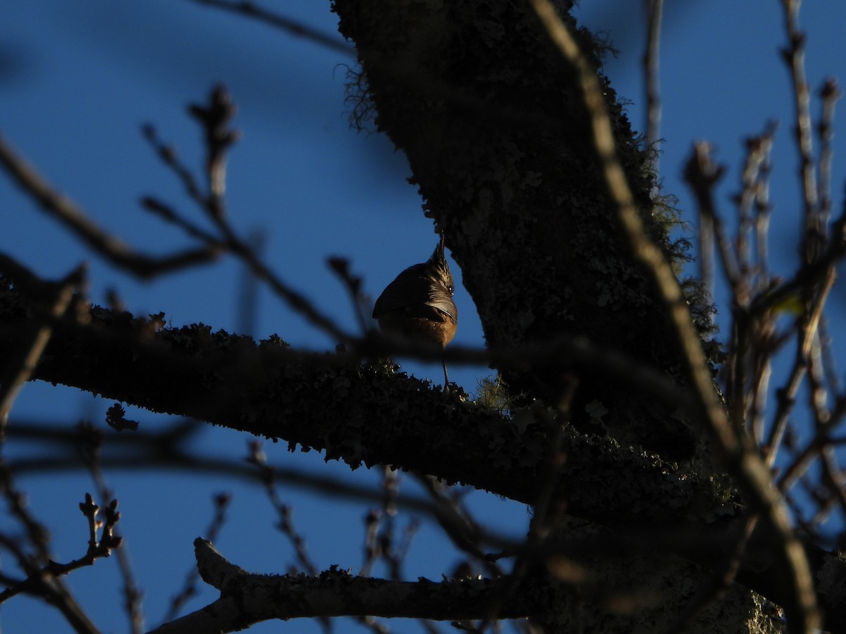 Herrerillo Capuchino - ML612765256