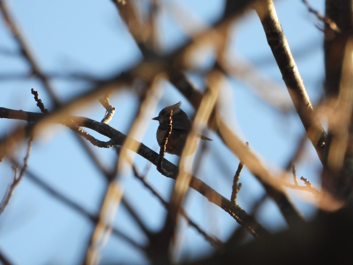 Herrerillo Capuchino - ML612765257