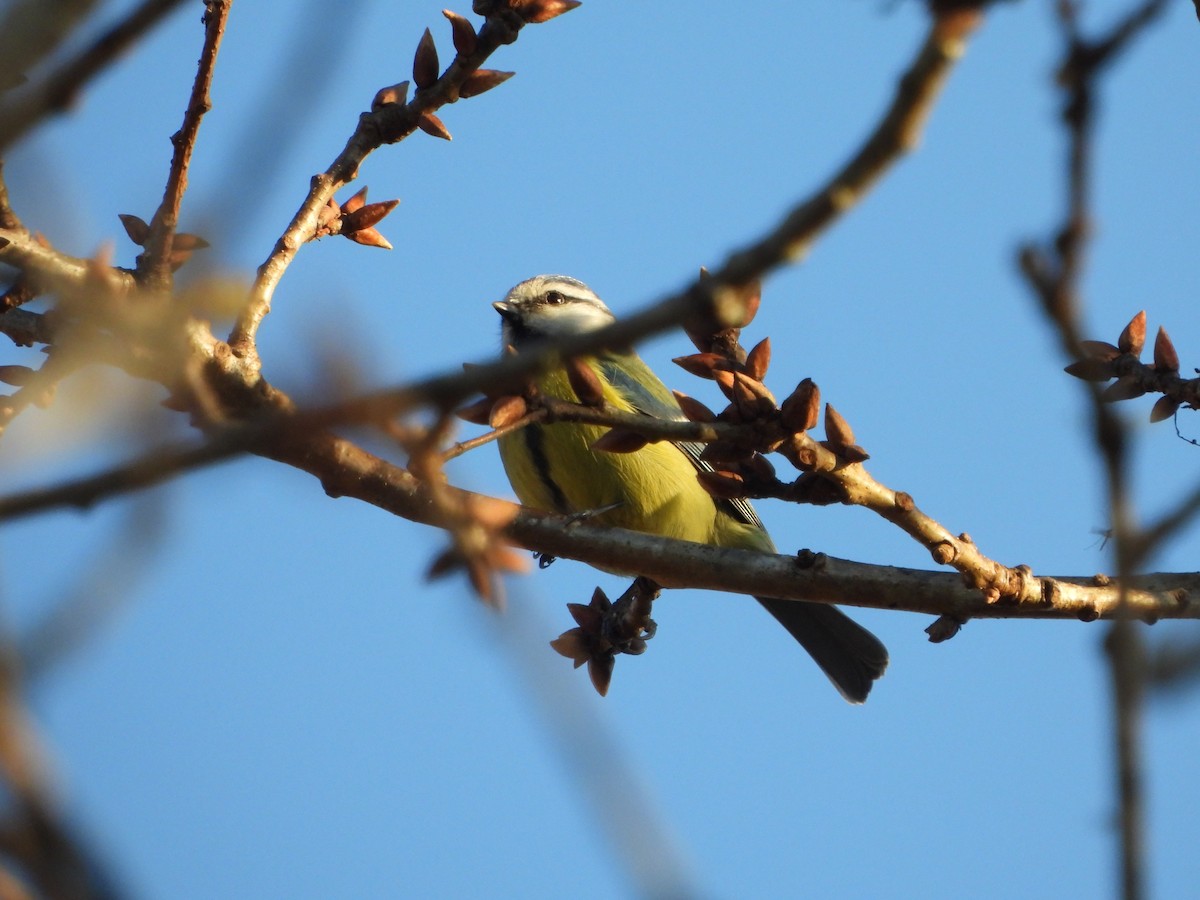 Herrerillo Común - ML612765261