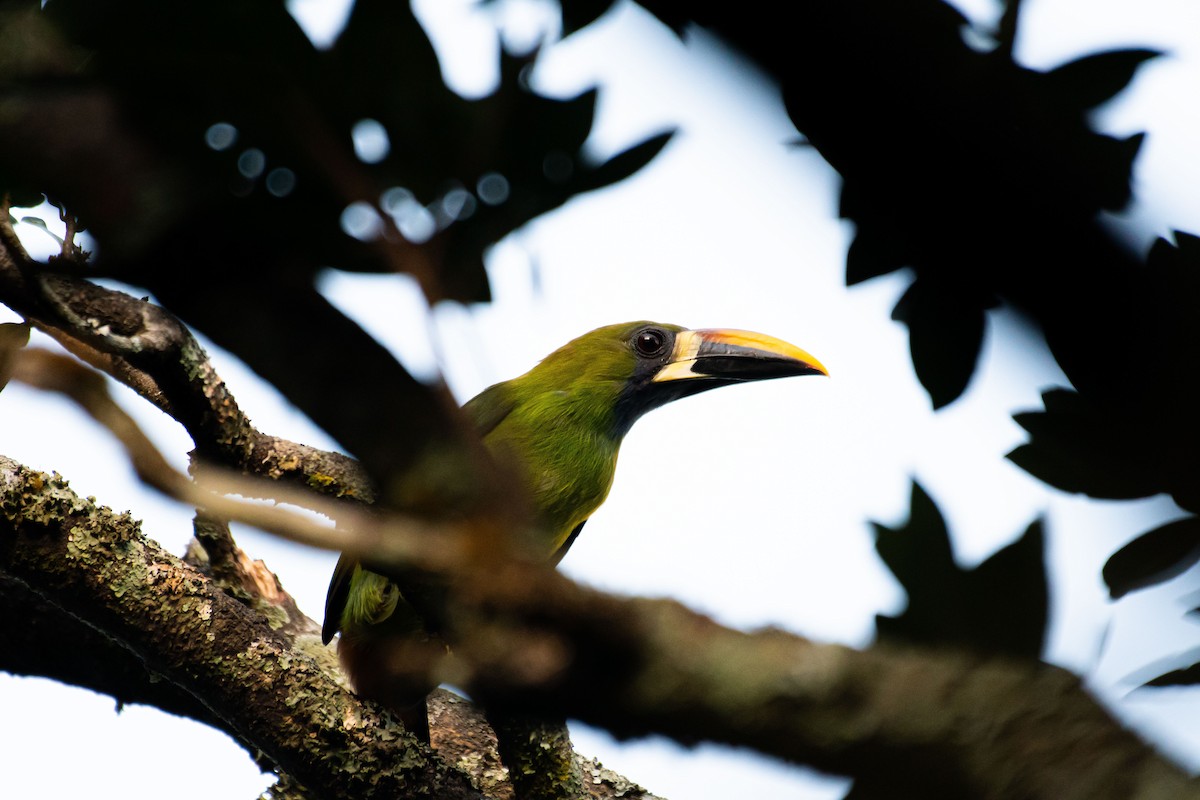 Toucanet émeraude - ML612765277