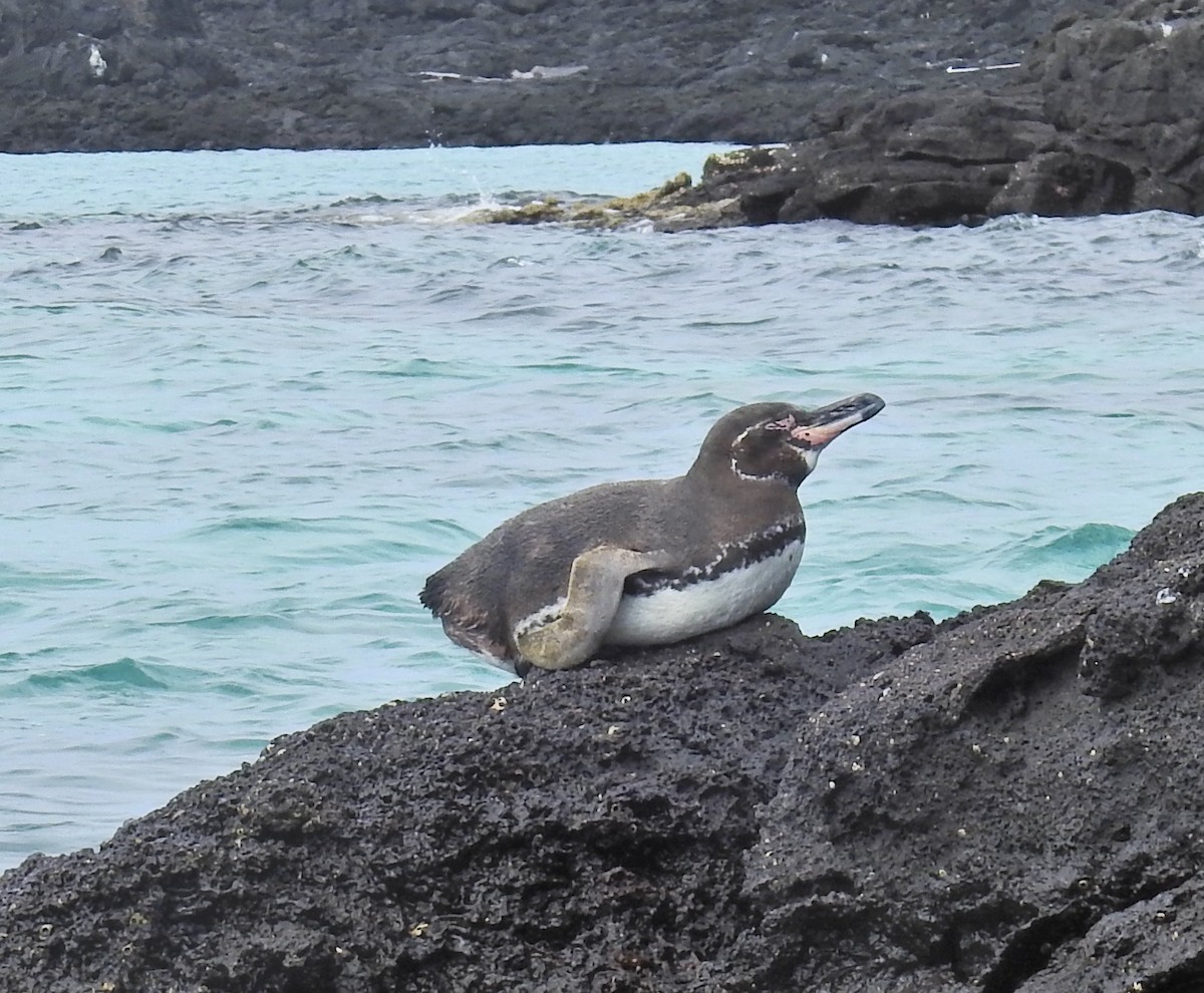 Pingüino de Galápagos - ML612765301