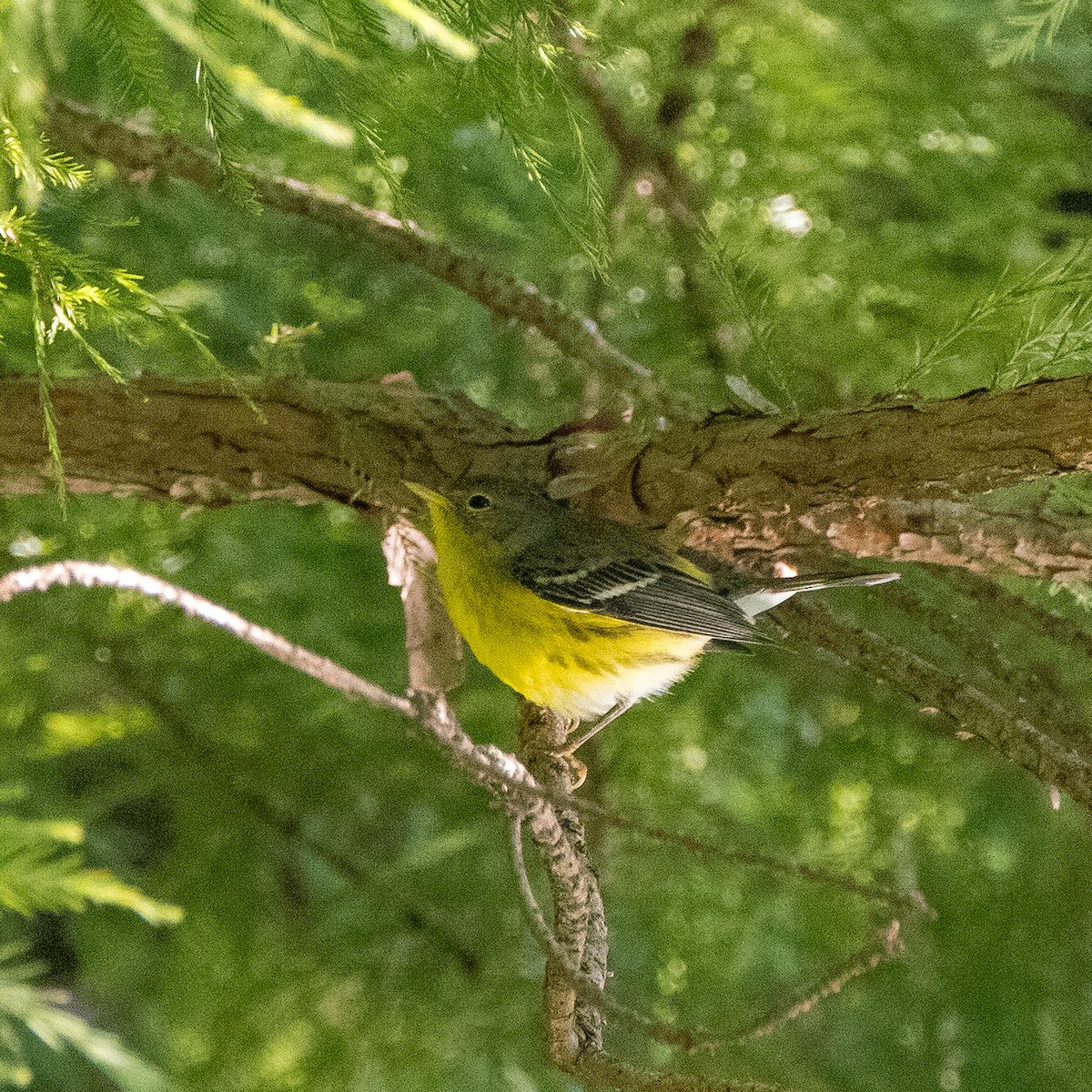 Magnolia Warbler - ML612765338