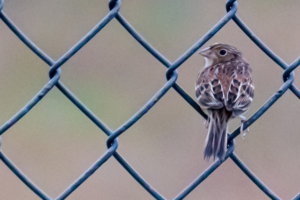 Grasshopper Sparrow - ML612765345