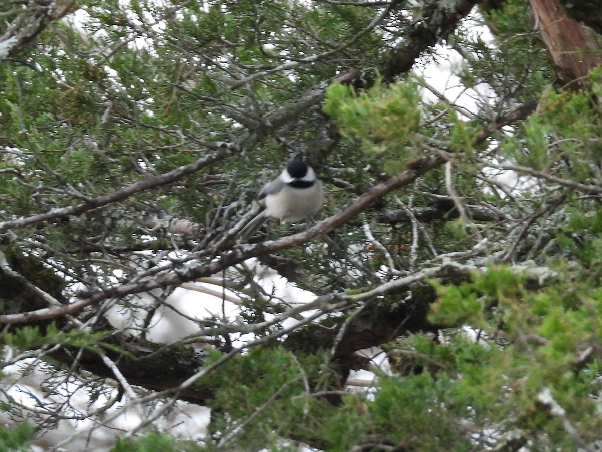 Carolina Chickadee - ML612765347