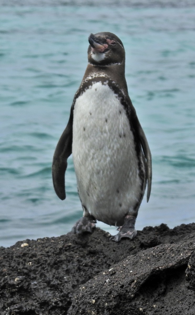 Галапагосский пингвин - ML612765358