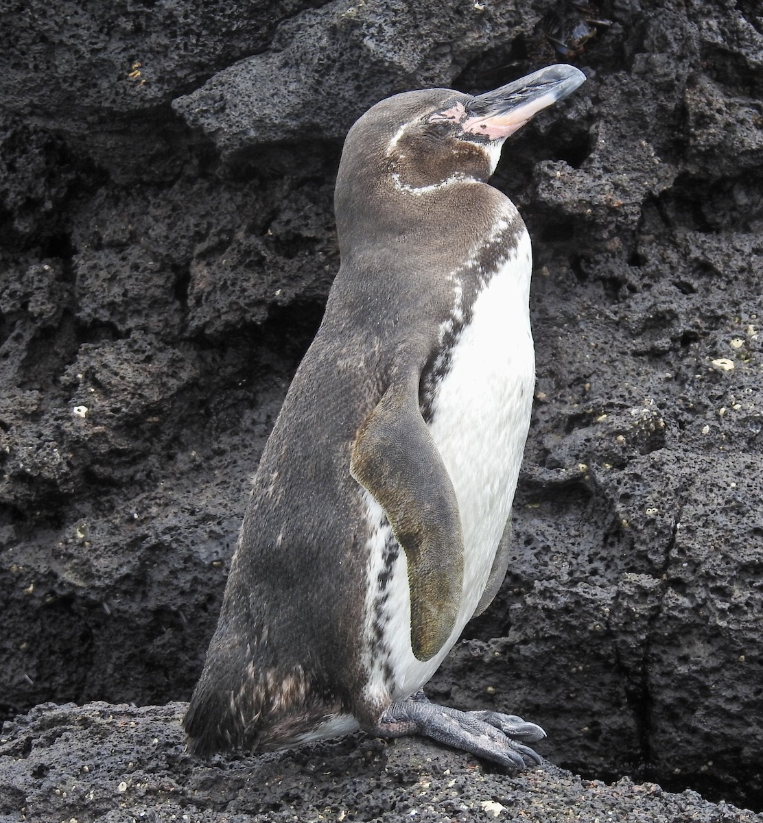 Galapagos Penguin - ML612765409