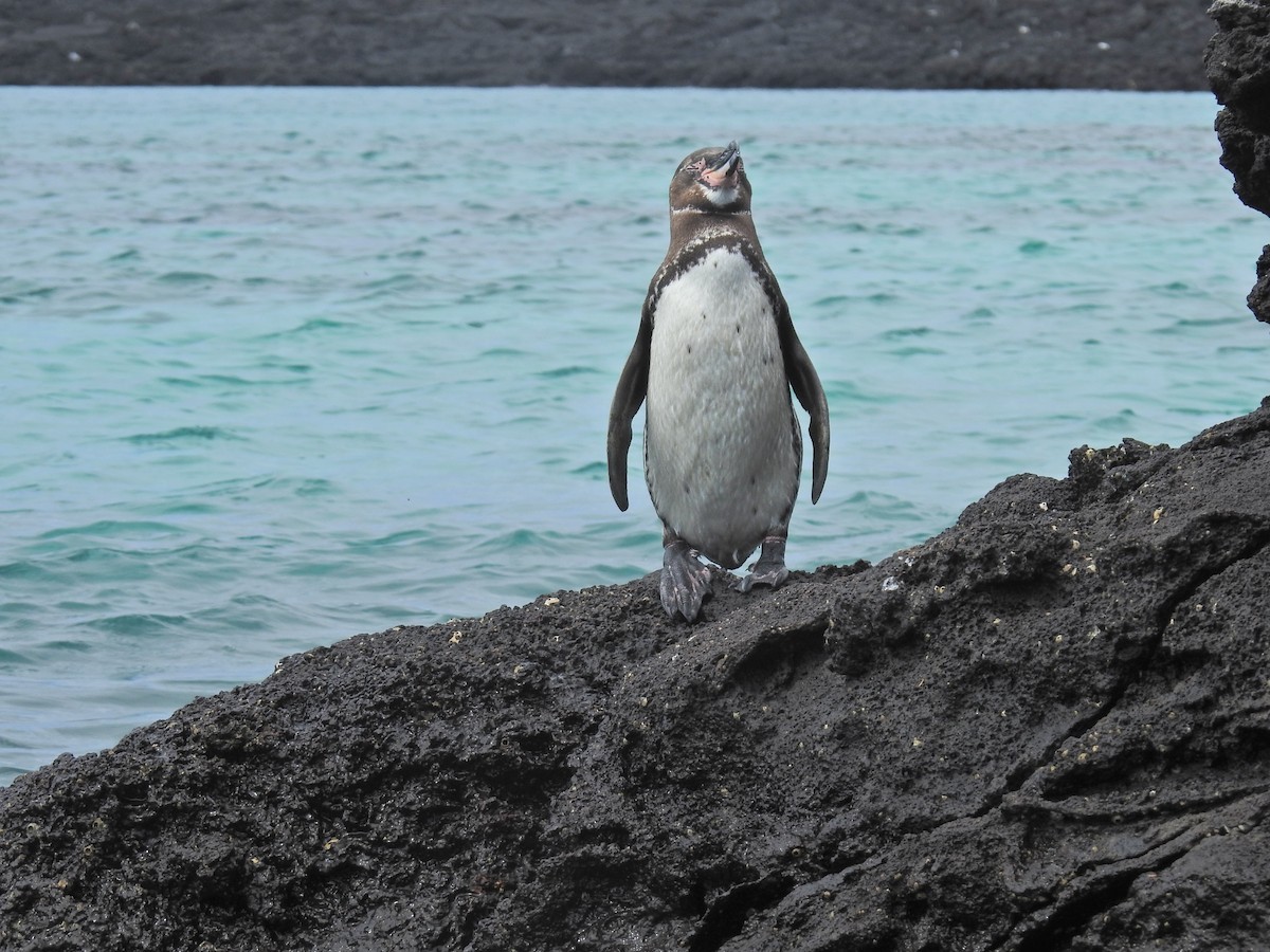 Галапагосский пингвин - ML612765445