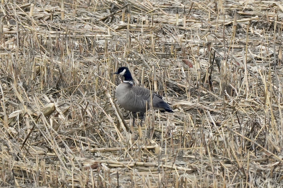 Cackling Goose (Aleutian) - ML612765454
